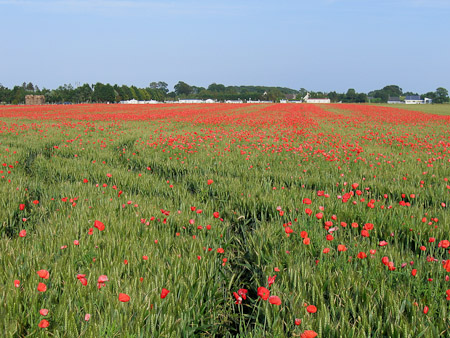 Guy Delobel : Baie de Somme